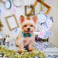 【山手店】2021年11月8日のワンちゃん達♪