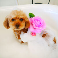 【山手店】2021年11月11日のワンちゃん達♪