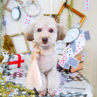 【山手店】2021年11月13日のワンちゃん達♪