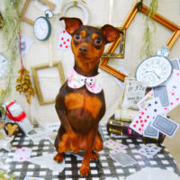 【山手店】2021年11月14日のワンちゃん達♪