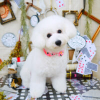 【山手店】2021年11月15日のワンちゃん達♪