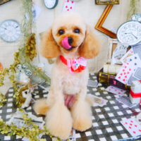 【山手店】2021年11月18日のワンちゃん達♪