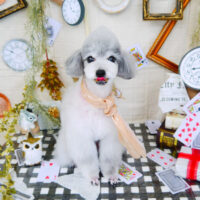 【山手店】2021年11月19日のワンちゃん達♪