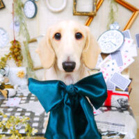 【山手店】2021年11月20日のワンちゃん達♪