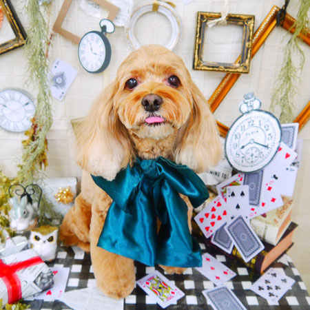 【山手店】2021年11月21日のワンちゃん達♪