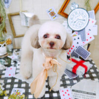 【山手店】2021年11月22日のワンちゃん達♪