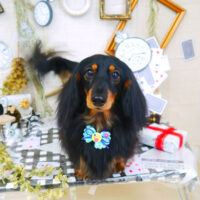 【山手店】2021年11月24日のワンちゃん達♪