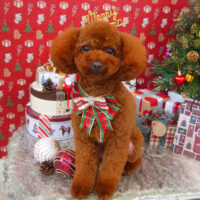 【山手店】2021年11月25日のワンちゃん達♪