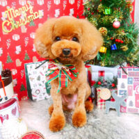 【山手店】2021年11月26日のワンちゃん達♪