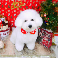 【山手店】2021年11月29日のワンちゃん達♪