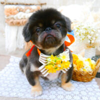 【池下店】2021年11月1日のワンちゃん達♪