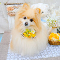 【池下店】2021年11月4日のワンちゃん達♪