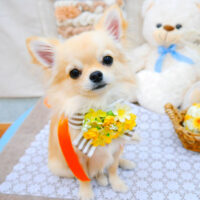 【池下店】2021年11月5日のワンちゃん達♪