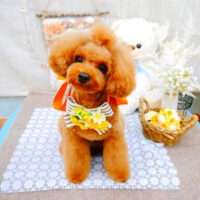 【池下店】2021年11月6日のワンちゃん達♪