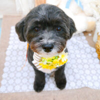 【池下店】2021年11月7日のワンちゃん達♪