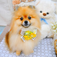 【池下店】2021年11月8日のワンちゃん達♪