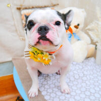 【池下店】2021年11月11日のワンちゃん達♪