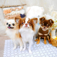 【池下店】2021年11月12日のワンちゃん達♪