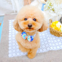 【池下店】2021年11月13日のワンちゃん達♪