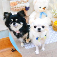 【池下店】2021年11月14日のワンちゃん達♪