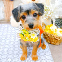 【池下店】2021年11月15日のワンちゃん達♪