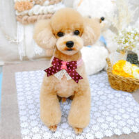 【池下店】2021年11月18日のワンちゃん達♪