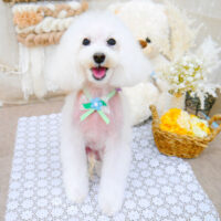 【池下店】2021年11月19日のワンちゃん達♪