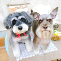 【池下店】2021年11月20日のワンちゃん達♪