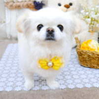 【池下店】2021年11月21日のワンちゃん達♪