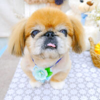 【池下店】2021年11月22日のワンちゃん達♪