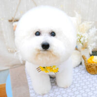 【池下店】2021年11月25日のワンちゃん達♪