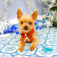 【池下店】2021年11月26日のワンちゃん達♪