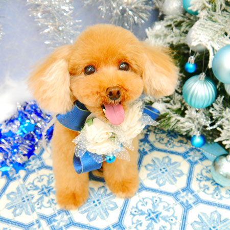 【池下店】2021年11月27日のワンちゃん達♪