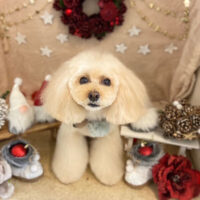 【本店】2021年12月17日のワンちゃん達♪