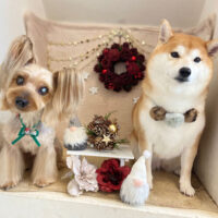 【本店】2021年12月20日のワンちゃん達♪