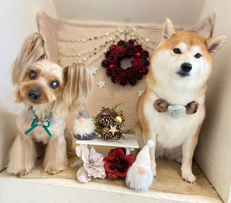 【本店】2021年12月20日のワンちゃん達♪