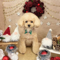 【本店】2021年12月22日のワンちゃん達♪