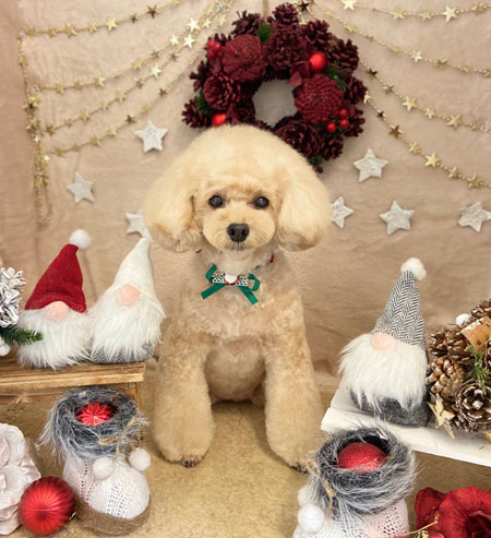 【本店】2021年12月22日のワンちゃん達♪