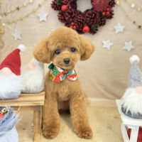 【本店】2021年12月6日のワンちゃん達♪