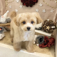 【本店】2021年12月19日のワンちゃん達♪