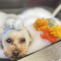 【本店】2021年12月24日のワンちゃん達♪