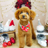 【本店】2021年12月2日のワンちゃん達♪