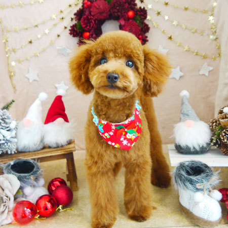 【本店】2021年12月2日のワンちゃん達♪