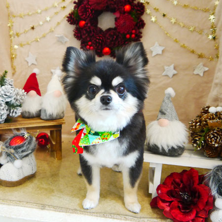 【本店】2021年12月3日のワンちゃん達♪