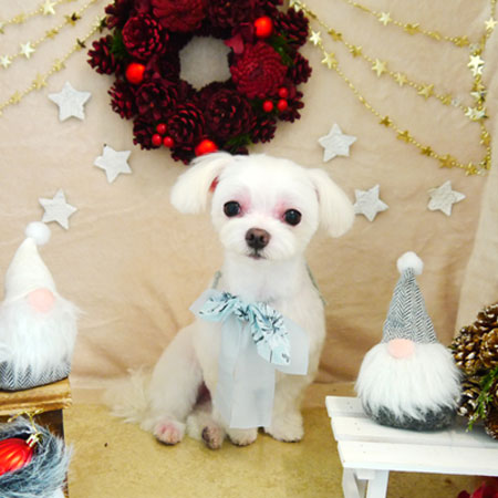 【本店】2021年12月4日のワンちゃん達♪