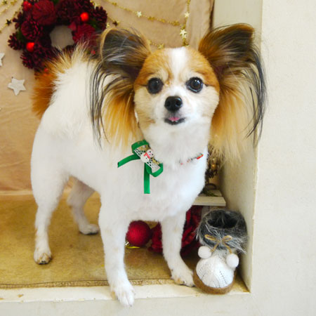 【本店】2021年12月5日のワンちゃん達♪