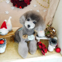 【本店】2021年12月9日のワンちゃん達♪