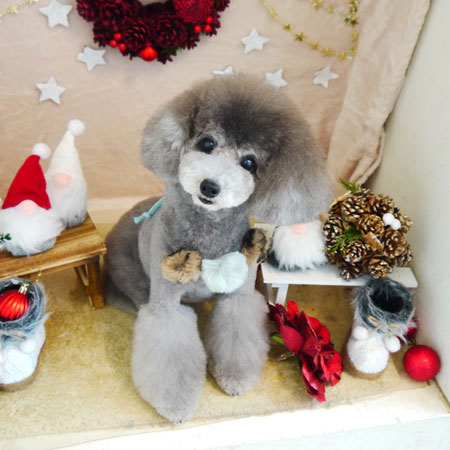 【本店】2021年12月9日のワンちゃん達♪