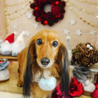 【本店】2021年12月10日のワンちゃん達♪