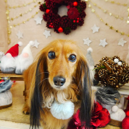 【本店】2021年12月10日のワンちゃん達♪